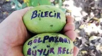 Bilecik'te ceviz hasadı yüz güldürdü