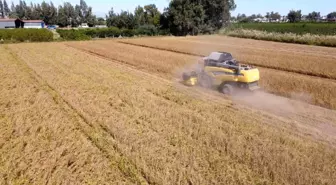 Tarsus'ta yerli soya hasadı yapıldı