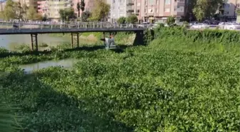 Asi Nehri'ni kaplayan su sümbüllerini temizleme çalışması sürüyor