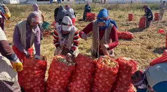 Hasadı başlayan kuru soğan alım fiyatı ile üreticiyi mutlu etmedi