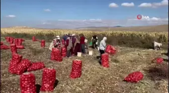 Hasadı başlayan kuru soğan alım fiyatı ile üreticiyi mutlu etmedi