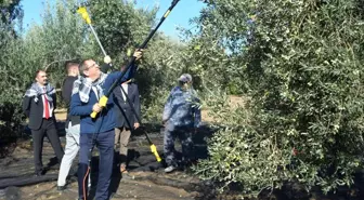 Merhum iş adamının anısına zeytin hasadı yapıldı