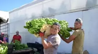 Muz seralarında yeni hasat başladı, rekolte artınca fiyat düştü