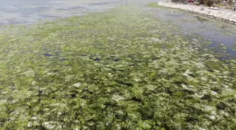 Bostanlı'da deniz marulları görülmeye devam ediyor