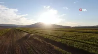 Elazığ'da 4 bin dönümlük arazide silajlık mısır hasadı başladı