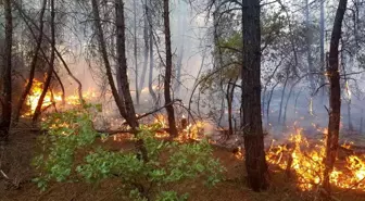 Son dakika haberi... Kütahya'da orman yangını