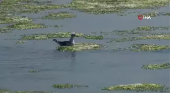 Bostanlı sahili'ni deniz marulları kapladı