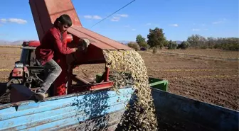 Çerezlik kabak çekirdeğinde rekolte ve fiyat üreticiyi sevindirdi