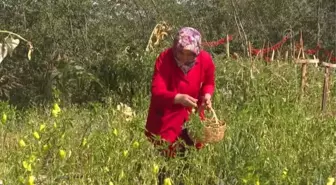 Kadın girişimciler, hobi bahçelerinde yetiştirdikleri ürünleri tüketiciye sunuyor