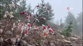 Sarıkamış buz kesti, ağaçlar kırağı tuttu