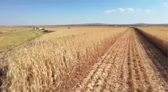 Diyarbakır'da ekim alanı artan mısırda 400 bin ton rekolte bekleniyor