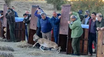 Doğal hayat korunuyor, yaban koyunları çoğalıyor