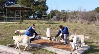 Hayrabolu Belediyesi sokak hayvanları için besleme noktalarına mama bıraktı