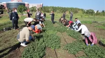 Ondokuz Mayıs Üniversitesinde tıbbi ve aromatik bitkilerin hasadına başlandı