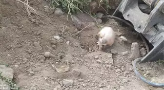 Başkent'te şaşkınlık yaratan manzara! Yol çalışması yapan belediye ekipleri insan kafatasıyla karşılaştı