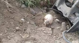 Başkent'in göbeğinde şaşırtan manzara! Yol çalışması yapan belediye ekipler insan kafatası buldu