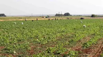 Kilis'te turşuluk hıtta acur zamanı