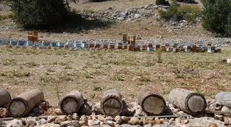 Mersin'de Yörüklerin yöntemiyle kara kovan balı üretildi