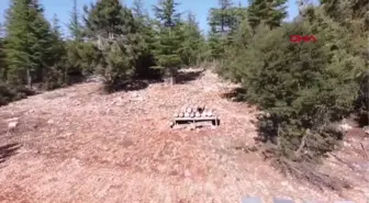 TARİHİ KARAKOVAN BALLARININ HASADI YAPILDI