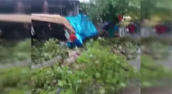 2 bin yıllık anıt çınar ağacı şiddetli rüzgara dayanamadı