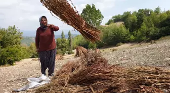 Osmaniye'de susam hasadı başladı