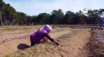 Uluslararası öğrenciler 'Safran Çiçeği' hasadı yaptı