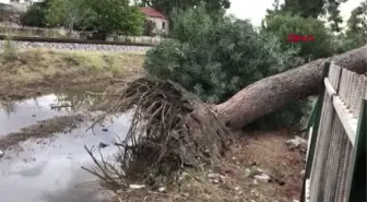 BİRİKEN YAĞMUR SULARINA DAYANAMAYAN 30 YILLIK AĞAÇ DEVRİLDİ