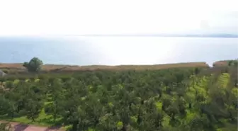 Tescilli 'Eşme Ayva Cezeryesi' damakları tatlandırıyor