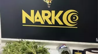 Manisa'da 521,5 gram esrar ele geçirildi