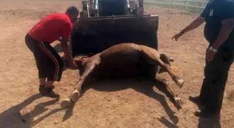 Sokak köpekleri nedeniyle bölge halkı diken üstünde! En son 300 bin lira değerindeki tayı telef ettiler