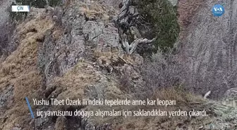 Kar Leoparı ve Yavruları Kameraya Yakalandı