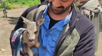 Ordu'da bulunan yavru karaca koruma altına alındı