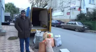 Alaplı kestanesi Türkiye'ye gönderiliyor