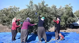 Zeytin hasadı başladı