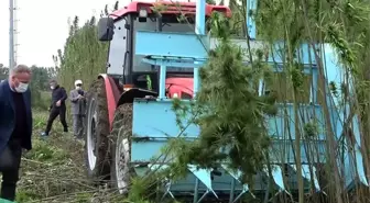 Türkiye'nin ilk tescilli keneviri hasat edildi