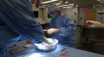 Alternatif organ kaynağı: Domuzdan böbrek nakli