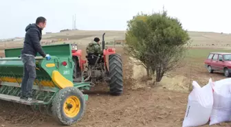 Kırşehir'de kuraklığa dayanıklılığının tespiti için 35 çeşit arpa ve buğdayın deneme ekimi yapıldı