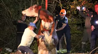 Kuyuya düşen ineği itfaiye çıkardı