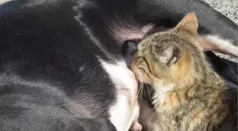 ANNELERİ ÖLEN KEDİLERİ 'FINDIK' ADLI KÖPEK EMZİRİYOR