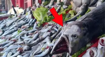 Karadeniz'de torik balığı bereketi, tanesi 300 liraya satılıyor