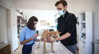 Meriç Nehri'nde botta ele geçirilen köpek yavrularının tedavisi Bursa'da yapılıyor