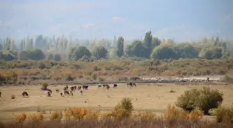 Son dakika haber | Tamamen kuruyan Akşehir Gölü'nün tabanında su bulundu