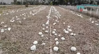 Kızılinler balkabağı 'hobi bahçesi' tehlikesi altında