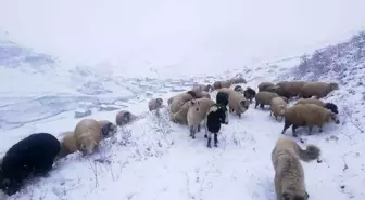 Bayburt'un yüksek kesimleri beyaza büründü