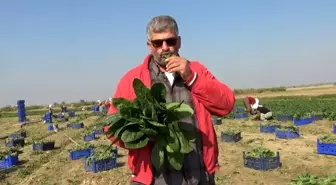 Manisalı üretici 'Biz zehir yetiştirmiyoruz' dedi, çiğ ıspanak yedi