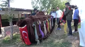 Deve oyunu halen bozkırın en gözde düğün eğlencesi