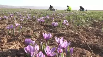 HORASAN-İ REZEVİ - İran'da kuraklık nedeniyle 'kızıl altın' safranın çiçekleri açmadı