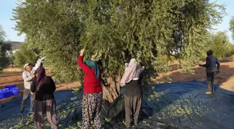 Kilis'te kooperatif kuran girişimci kadınlar, zeytinyağı ve sabun üretimine başladı