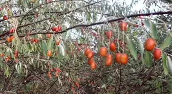 Şifa kaynağı iğde ağaçları her geçen gün azalıyor