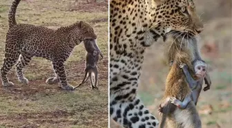 Gündeme oturan kare! Leoparın avladığı annesine sımsıkı sarılan yavru maymunun korkunç sonu